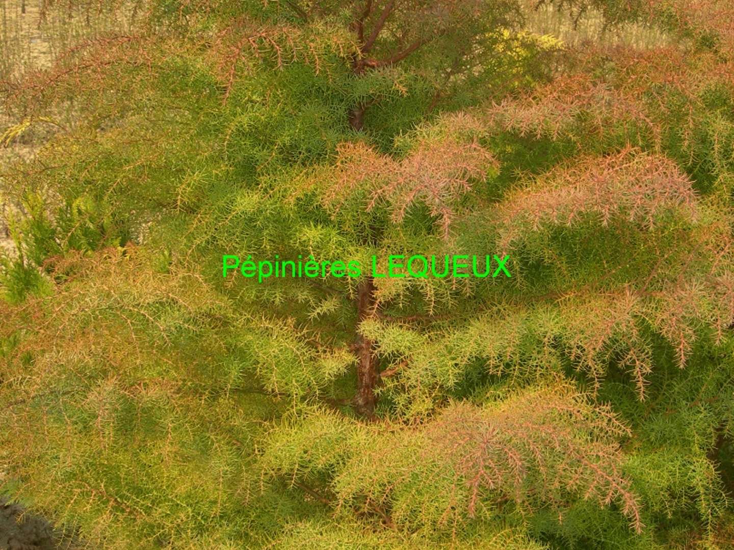 CRYPTOMERIA DU JAPON